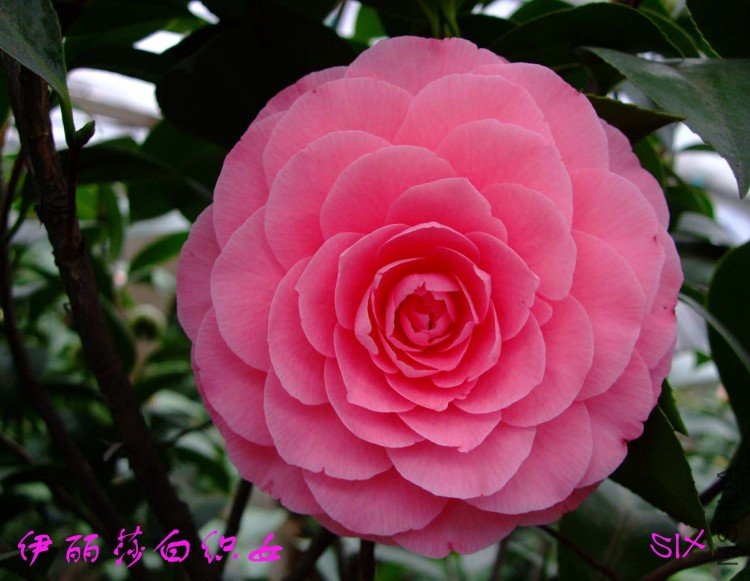 ����ɯ��֯Ů 10-2-28 (2).jpg