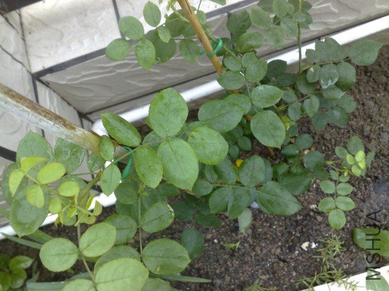 201002261387m.jpg