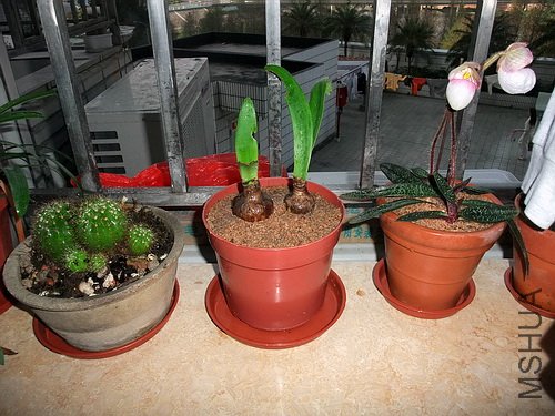 2010-2-18 ,���ֳ�������
