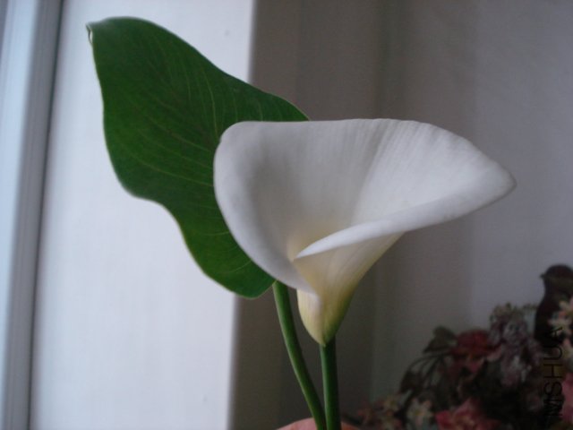 DSC04445.JPG