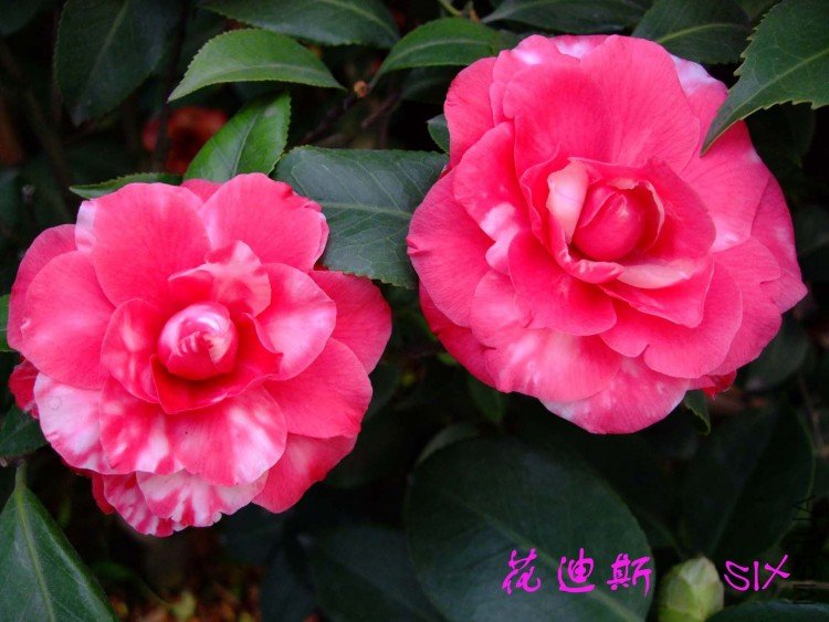 ����˹ 10-2-28f.jpg