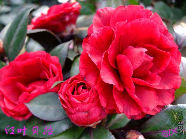 ��Ҷ���� 10-2-28f (3).jpg