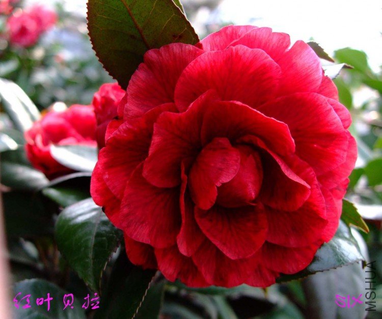 ��Ҷ���� 10-2-28f (2).jpg