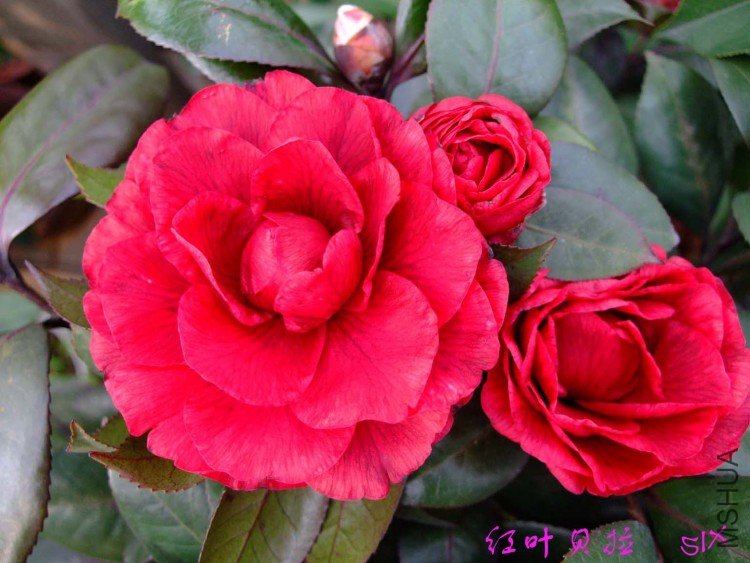 ��Ҷ���� 10-2-28f (1).jpg