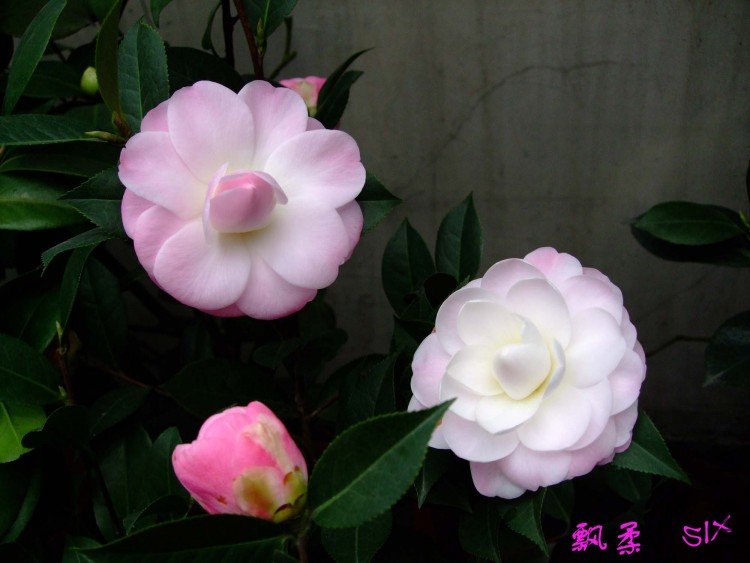 Ʈ�� 10-2-28f (1).jpg