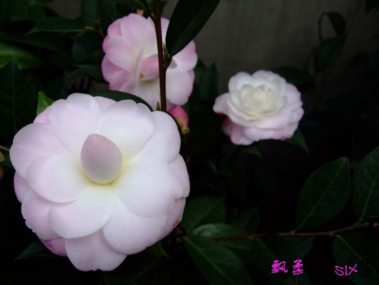 Ʈ�� 10-2-28f (6).jpg