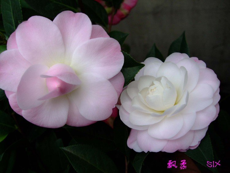 Ʈ�� 10-2-28f (5).jpg