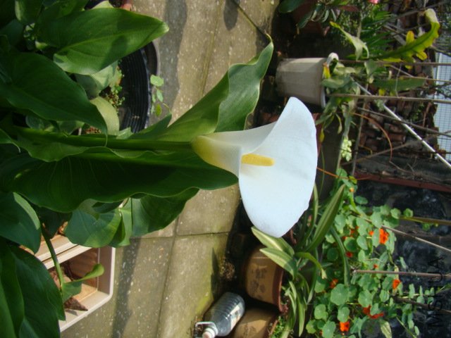 DSC07447.JPG