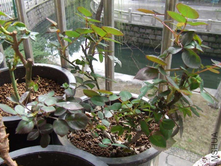DSCF5477.JPG
