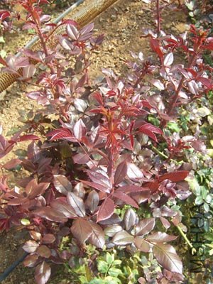 100_7480.JPG