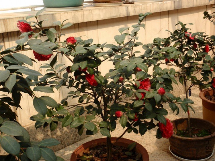 ����������֪��