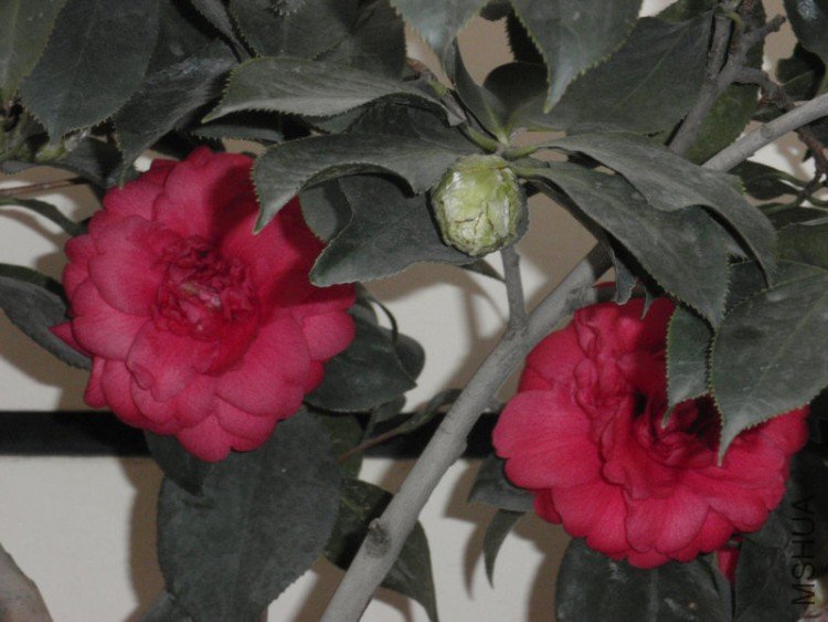 ��ĵ����ľ���Ļ�