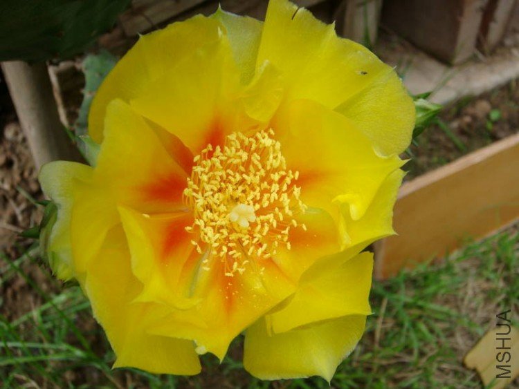 DSC00077Сͼ.JPG