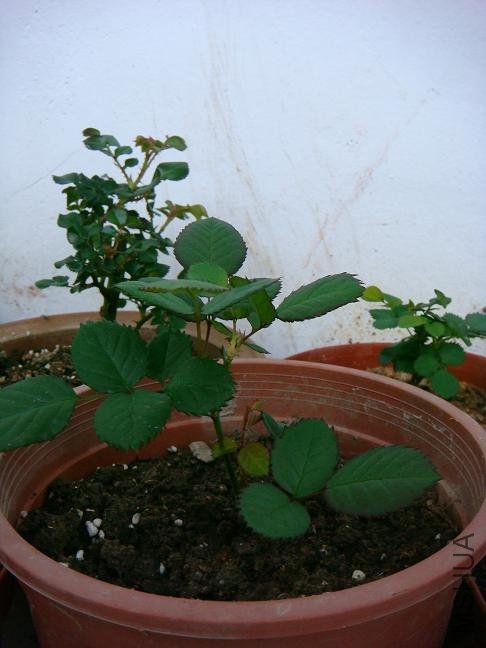 DSC03999.JPG