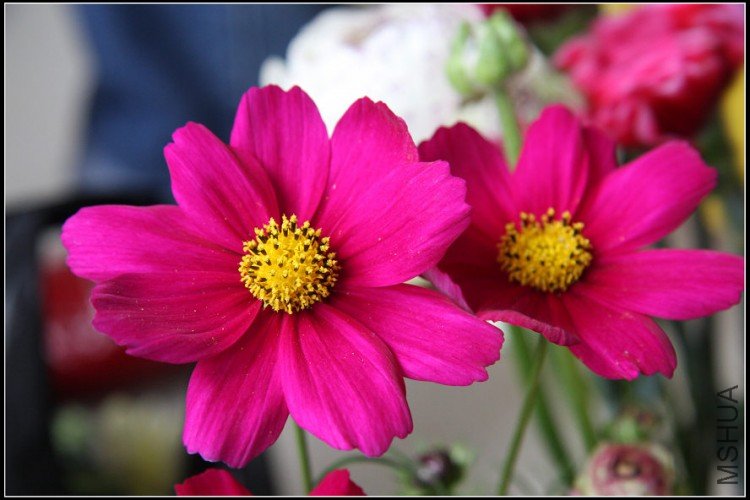 27����˹�գ��Һ�ɫ��.jpg