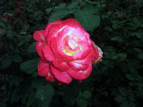 ��Ƭ 020(500).jpg