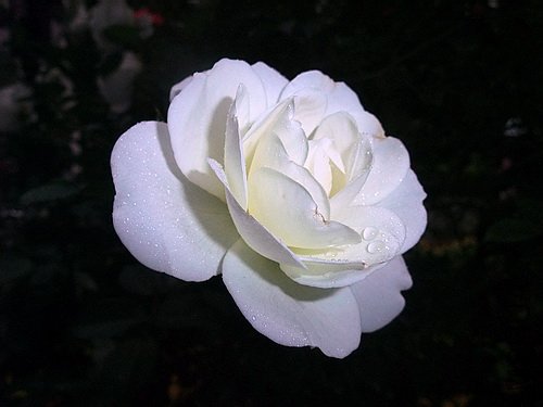 ��Ƭ 003(500).jpg