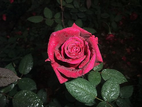 ��Ƭ 042(500).jpg