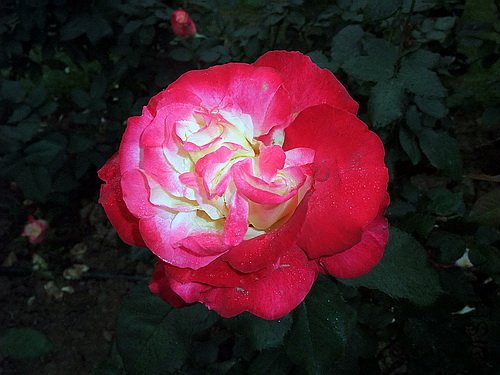 ��Ƭ 057(500).jpg