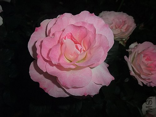 ��Ƭ 070(500).jpg