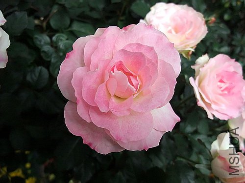 ��Ƭ 060(500).jpg