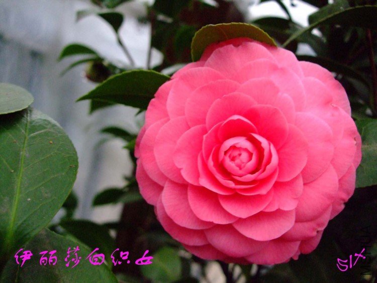 ����ɯ��֯Ů 10-3-1(2).jpg