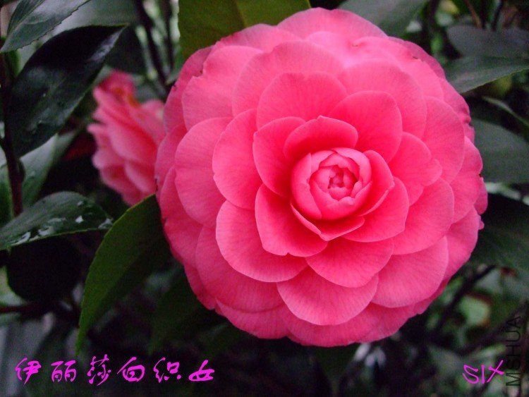 ����ɯ��֯Ů 10-3-1(1).jpg