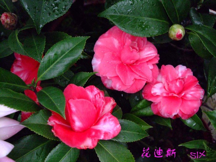 ����˹  10-3-1(1).jpg