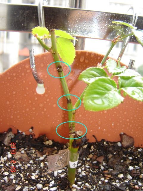 ��ת DSC00961.JPG