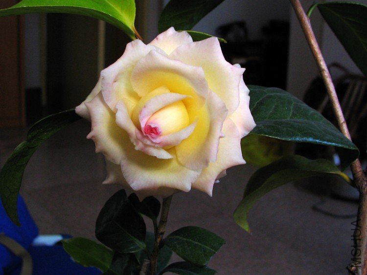 2010.02.25.�Һͻ��ѼҵĲ軨�� 001.jpg