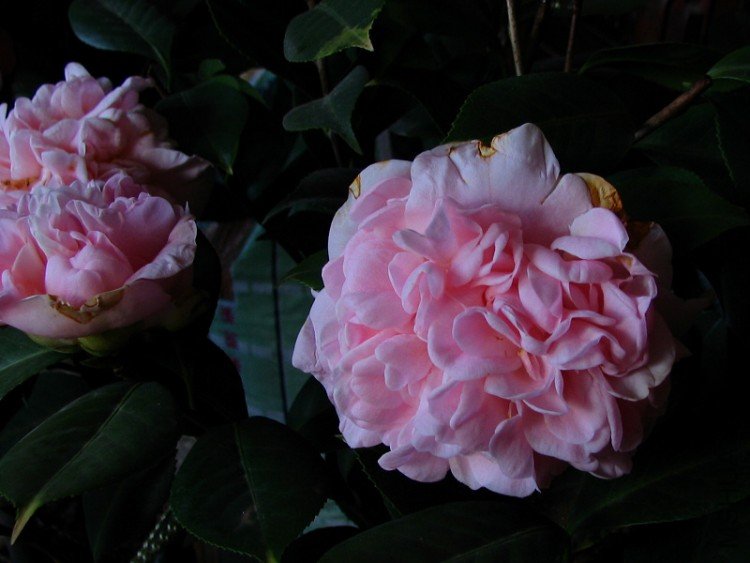 2010.02.25.�Һͻ��ѼҵĲ軨�� 021.jpg