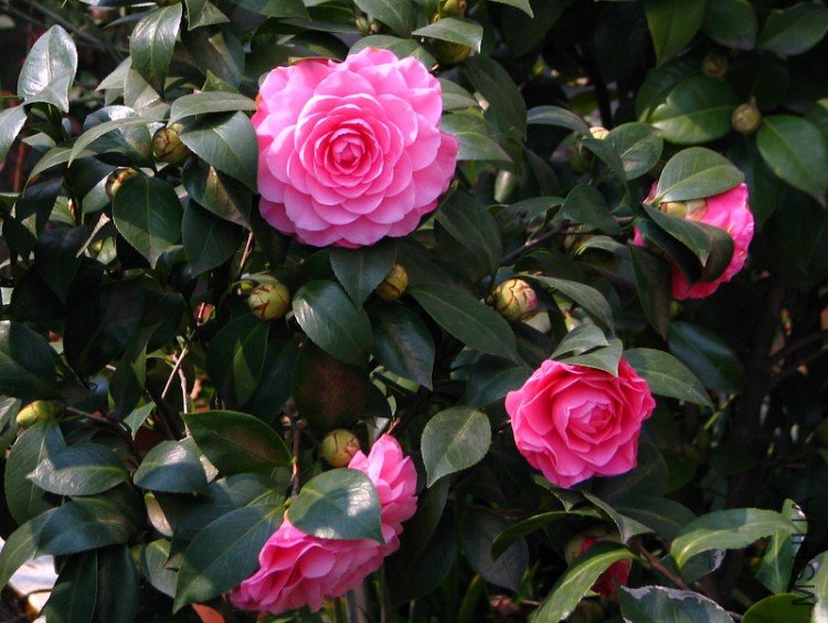 2010.02.25.�Һͻ��ѼҵĲ軨�� 018.jpg