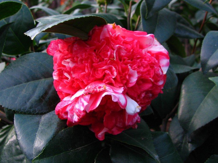 2010.02.25.�Һͻ��ѼҵĲ軨�� 032.jpg