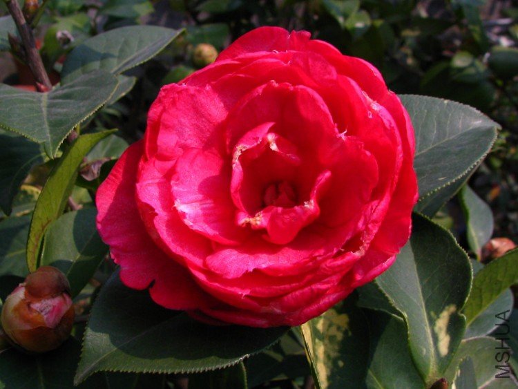 2010.02.25.�Һͻ��ѼҵĲ軨�� 010.jpg