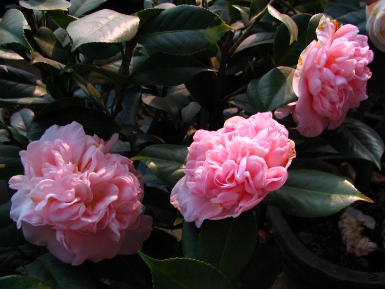 2010.02.25.�Һͻ��ѼҵĲ軨�� 040.jpg