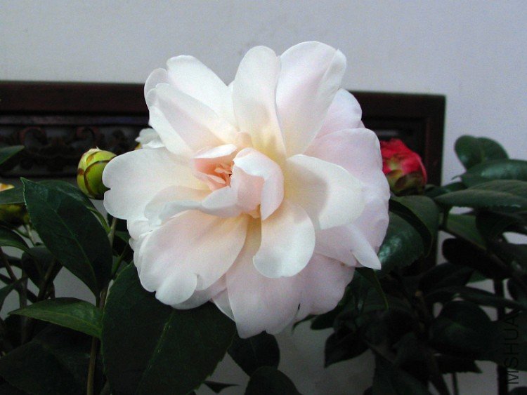 2010.02.25.�Һͻ��ѼҵĲ軨�� 056.jpg