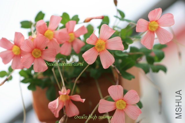 obtusa coral & high salmon 2009 02 27.jpg