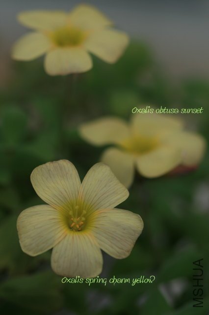 spring charm yellow & obtusa sunset 2010 02 27.jpg