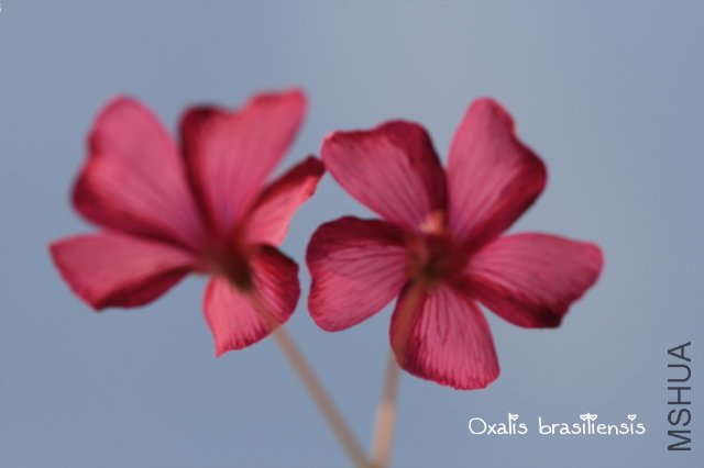 brasiliensis 2010 02 27_4.jpg