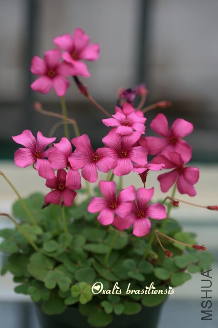 brasiliensis 2010 02 27_1.jpg