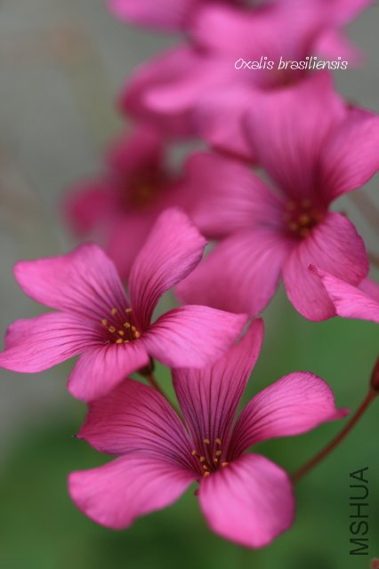 brasiliensis 2010 02 27_2.jpg