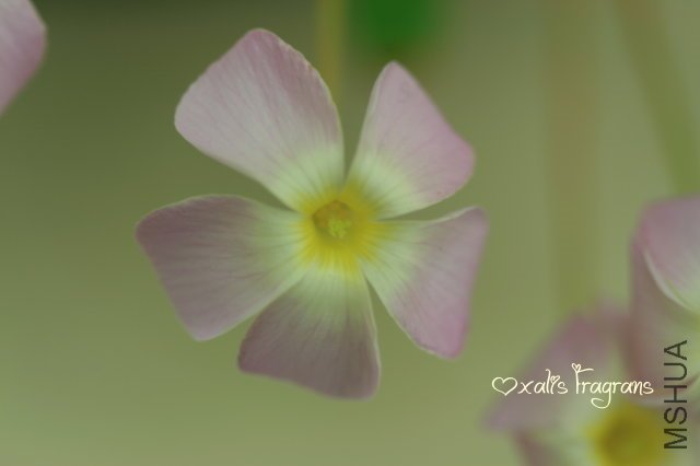 Fragrans 2010 02 22_1.jpg