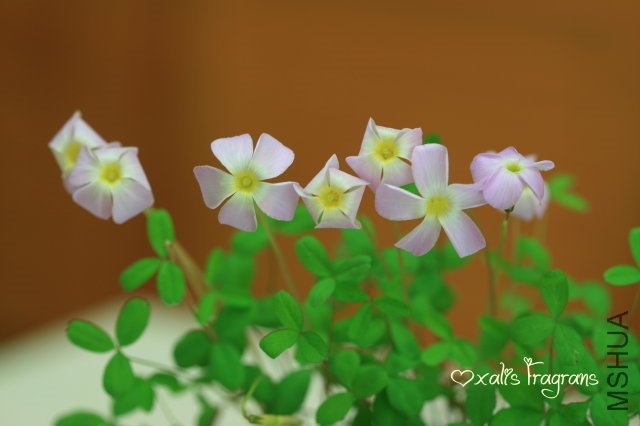 Fragrans 2010 02 22_3.jpg