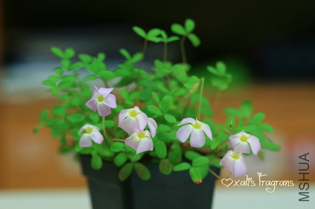 Fragrans 2010 02 22_2.jpg