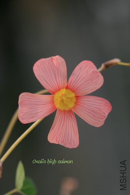 high salmon 2010 02 27.jpg