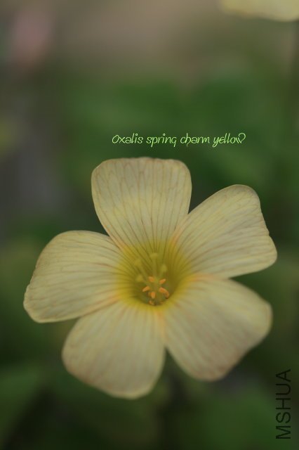 spring charm yellow 2010 02 27.jpg