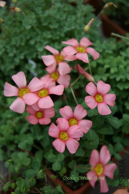 obtusa coral 2010 02 28.jpg