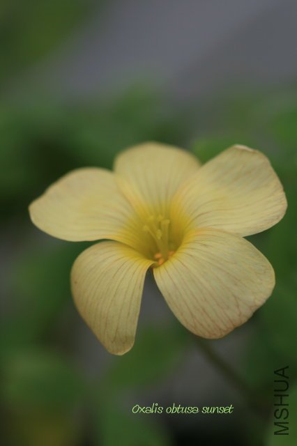 obtusa sunset 2010 02 27.jpg