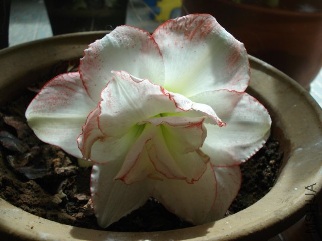 DSC04450.JPG