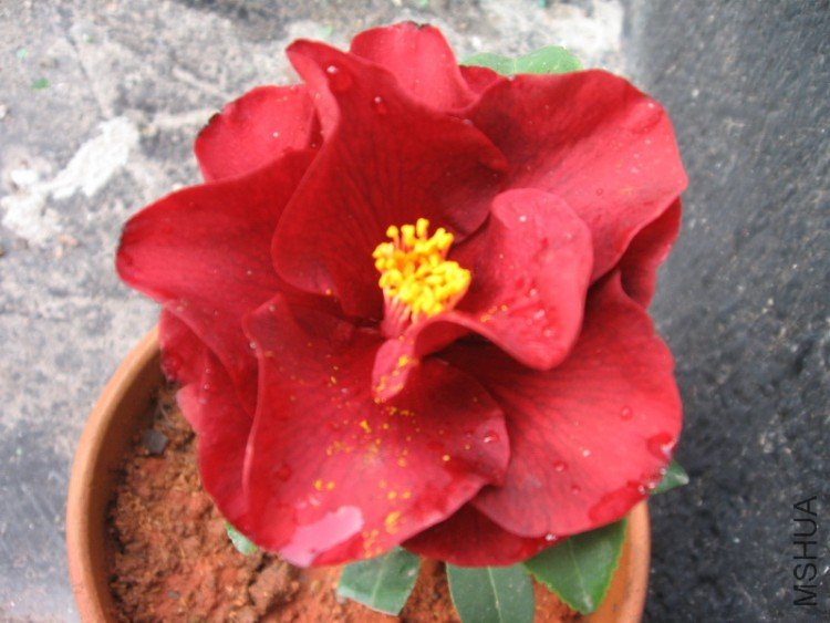 һ�����������������